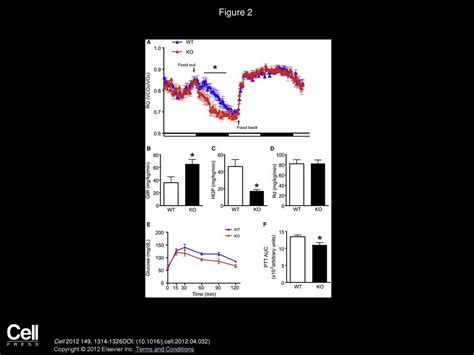 Foxo1 Target Gpr17 Activates Agrp Neurons To Regulate Food Intake Ppt