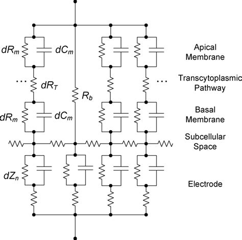 Cell Covered Electrode Distributed Parameter Model At A Cell Cell