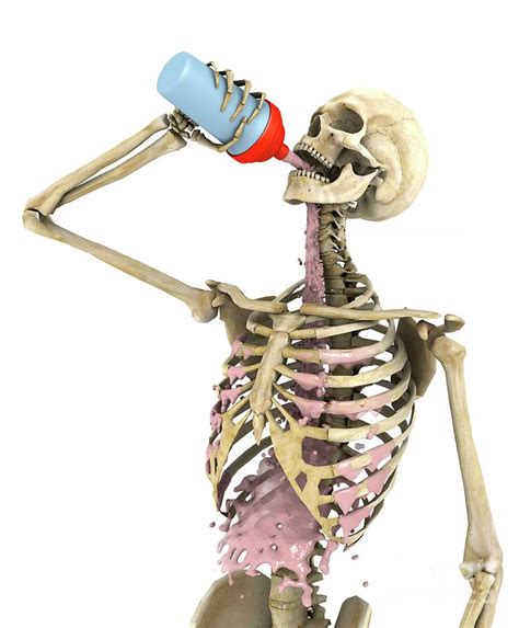 Skeleton Drinking Protein Drink By Science Photo Library