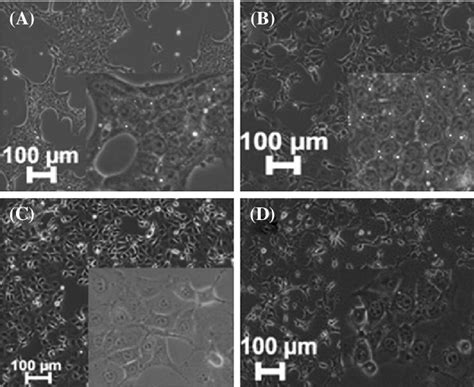 Morphological Assessment Phase Contrast Microscopy Showing The Download Scientific Diagram