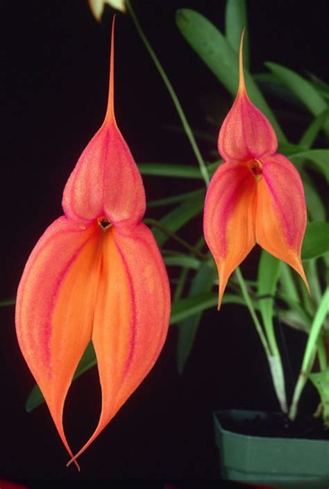 12 Orchids That Look Like Birds And Insects | Indoor Garden Web