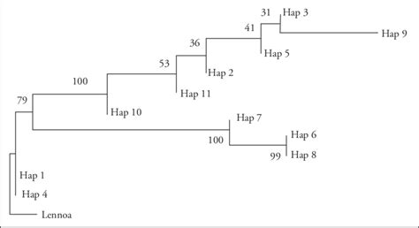 Filogenia De Haplotipos De Pholisma Culiacanum Sin Considerar Indels