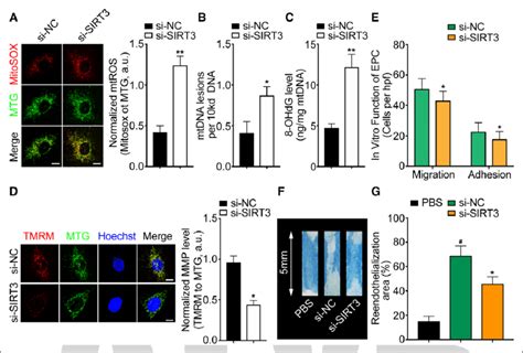 Knockdown Of Sirt Sirtuin Induced Mitochondrial Oxidative Damage