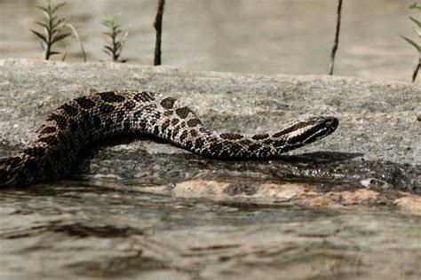 Cobras Cascavel Tipos Veneno E Caracter Sticas