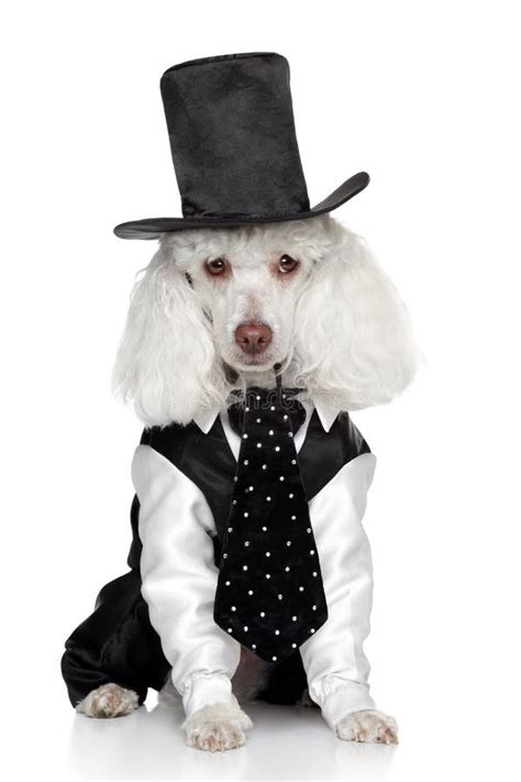 Funny Toy Poodle In A Tuxedo And Hat Stock Photo - Image: 21611134