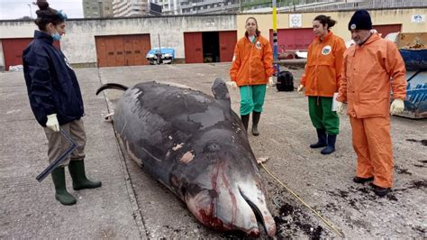 El Cet Ceo Muerto En La Costa De A Coru A Con Restos De Pl Sticos En El