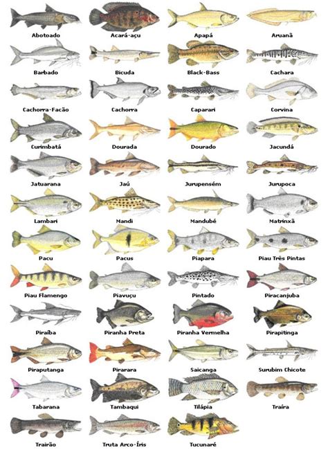 Todos Os Tipos De Peixes - Peixes De Água Doce Nomes – Quais os tipos de peixes de água doce? – YJPFFR