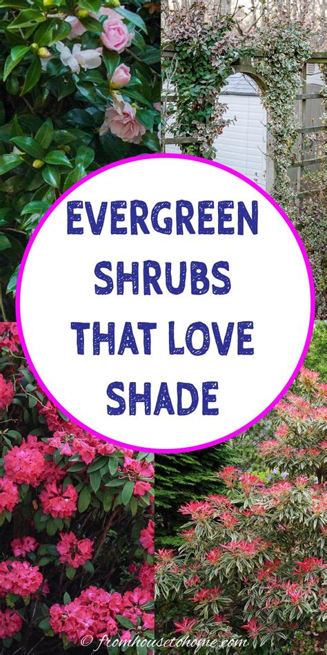 Shade Tolerant Evergreens