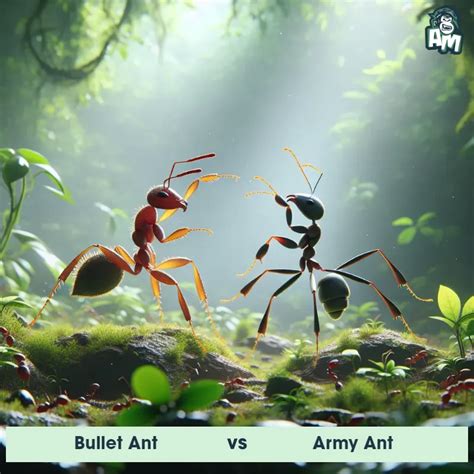 Bullet Ant vs Army Ant: See Who Wins | Animal Matchup