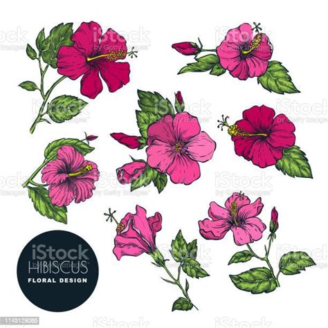 Tropical Flowers Set Vector Color Sketch Illustration Hand Drawn Tropic