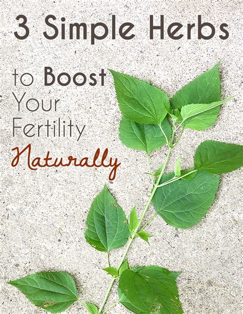 Fertility Help Herbs For Naturally Boosting Your Chance Of Getting