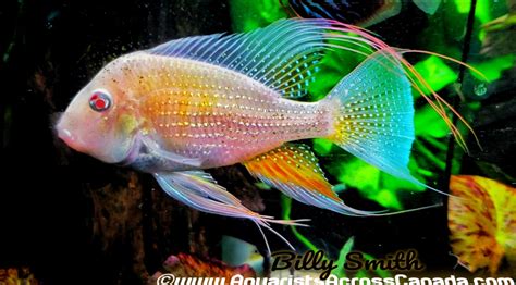 Threadfin Geophagus Albino Acarichthys Heckelii Var 25