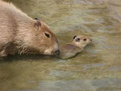 #capybara on Tumblr