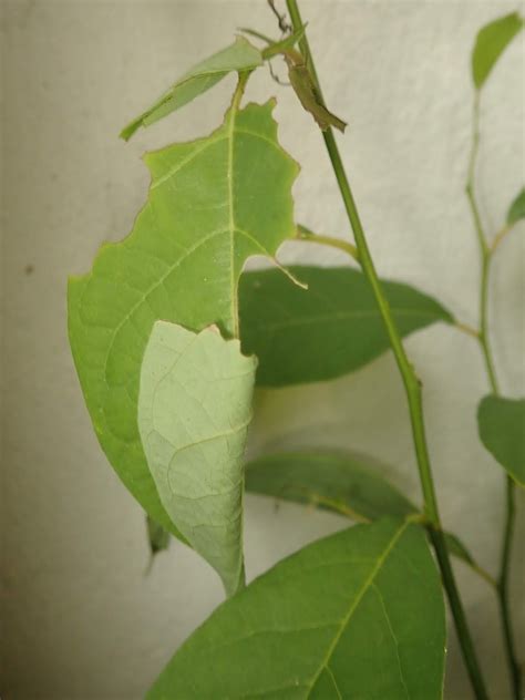 Springfield Plateau: Spicebush Swallowtail