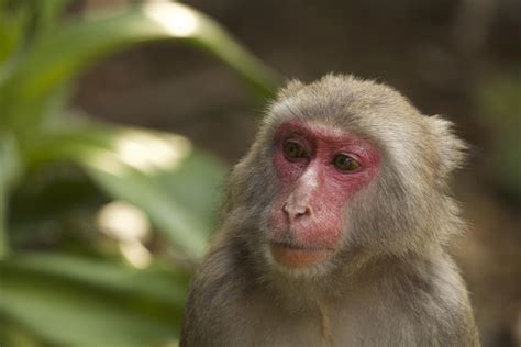 Japanese Macaque Red In The Fa Image Eurekalert Science News Releases