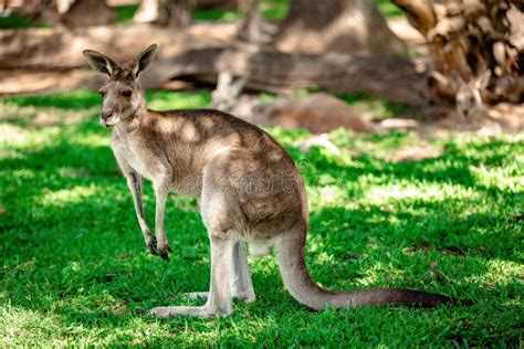 Kangaroos and Wallabies at the Santuary, Queensland, Australia Stock ...