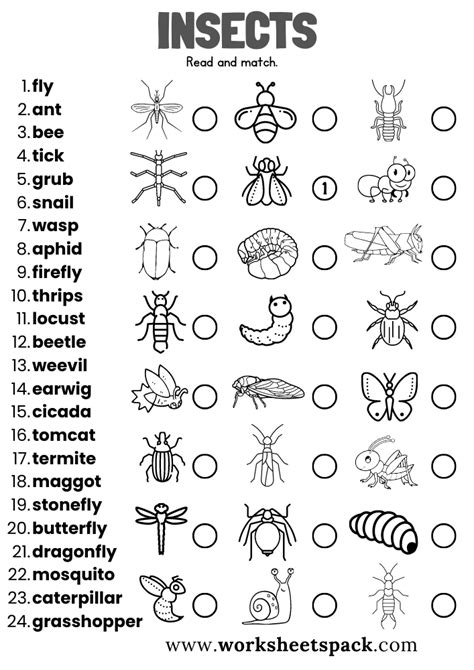 Free Insects Worksheets - worksheetspack | Worksheets, Insects, Basic ...