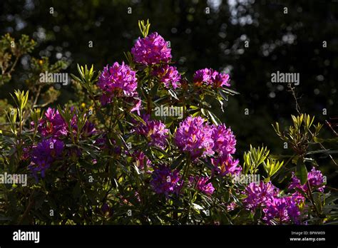 Rhododendron Flowers ( Rhododendron ponticum ), County Galway Ireland ...