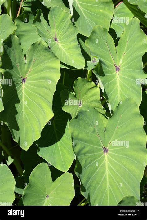 Taro plant hi-res stock photography and images - Alamy