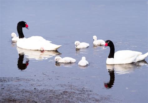 Santuario de la Naturaleza Carlos Anwandter incineró más de 100 cisnes