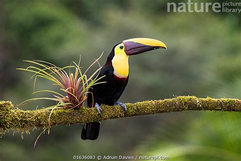 Stock photo of Black mandibled toucan (Ramphastos ambiguus) Costa Rica.. Available for sale on ...