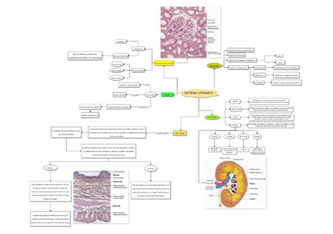 Mapa mental tarea histologia Histología II Studocu