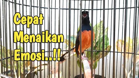 SUARA PANCINGAN MURAI BATU BAHAN SUSAH BUNYI JADI CEPAT GACOR YouTube