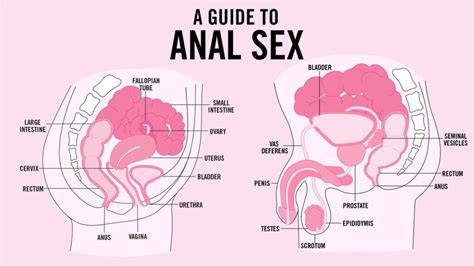 Anal Play A Guide To Safety Respect