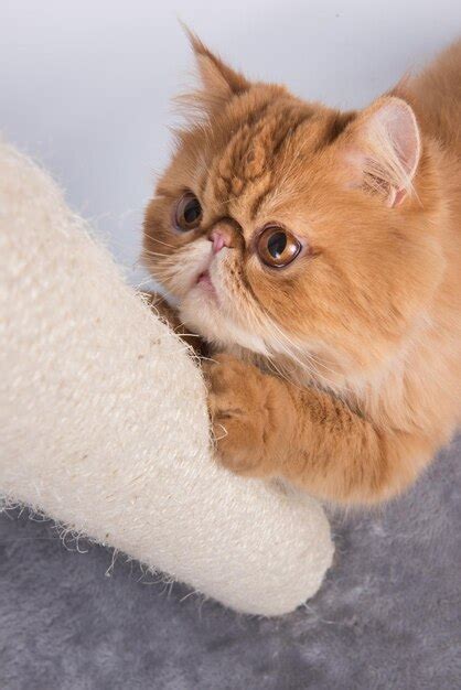 Premium Photo Red Persian Exotic Longhair Cat Sharpens Its Claws On