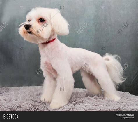 Maltese Dog Front Grey Image And Photo Free Trial Bigstock