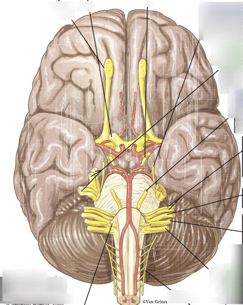 Lab Cranial Nerves Labeled Diagram Quizlet