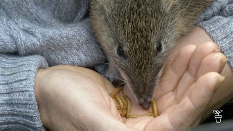 Bandicoot Bungalow - Gardening Australia