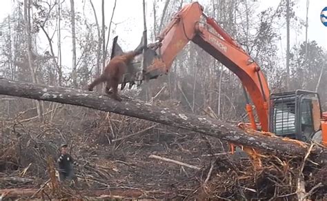 Video Orangután se enfrenta a excavadora que destruyó su hábitat en la