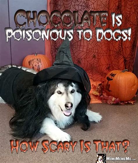 Halloween Dog Jokes, Funny Dogs Wearing Costumes, Spooky Dog Memes Pg 1 of 4 - MimiMemeMe