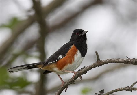 Bill Hubick Photography - Eastern Towhee (Pipilo erythropthalmus)