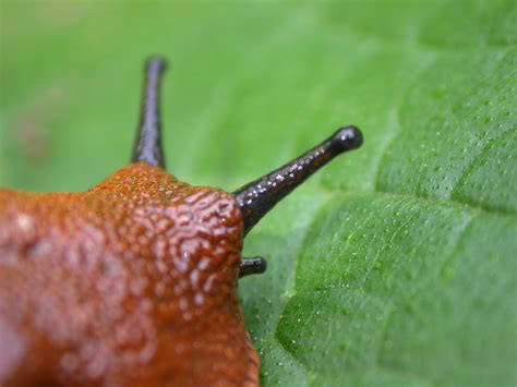 slug close up 2 Free Photo Download | FreeImages