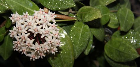 Hoya elliptica Just Won’t Stop Blooming! | Vermont Hoyas
