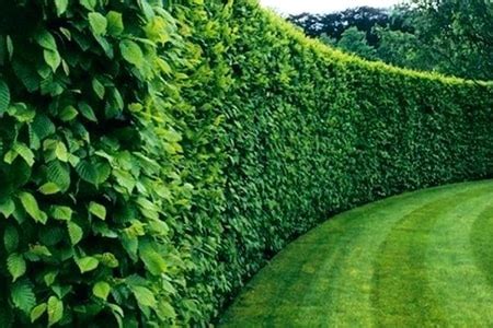 Living Fence Examples Reasons For Natural Fencing Worst Room