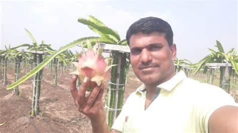 यशस्वी ड्रॅगन फ्रुट ची शेती Dragon Fruit Farming In Maharashtra Youtube