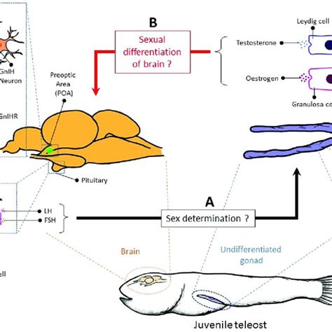 The Schematic Diagram Of The Uncertain Pathway In The Gonadal Sex