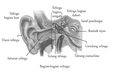 gendang telinga fungsi gambar  letaknya