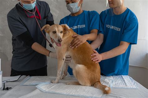 Remedios Caseros Para Mi Perro Que Vomita Espuma Blanca Veterinario