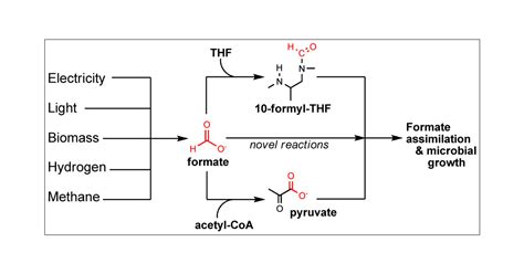 Formate Assimilation The Metabolic Architecture Of Natural And