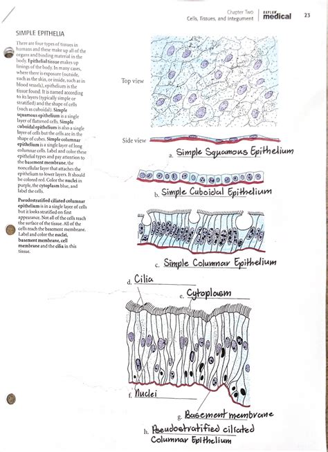 Chapter 2 KAPLAN Medical Cells, Tissues, and Integument: Simple