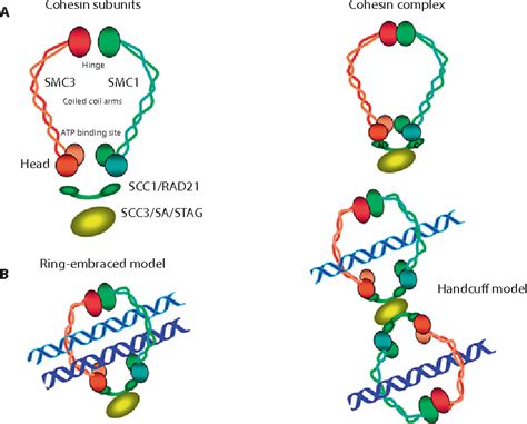 Figure 1 from Sister Chromatid Cohesion Control and Aneuploidy ...