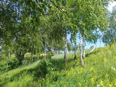 Средняя полоса россии - фото и картинки: 66 штук