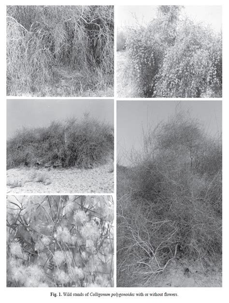 chemical  genetic diversity   wild stands  calligonum