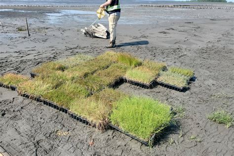 Nature Based Coastal Climate Adaptation Living Dikes Project Kerr