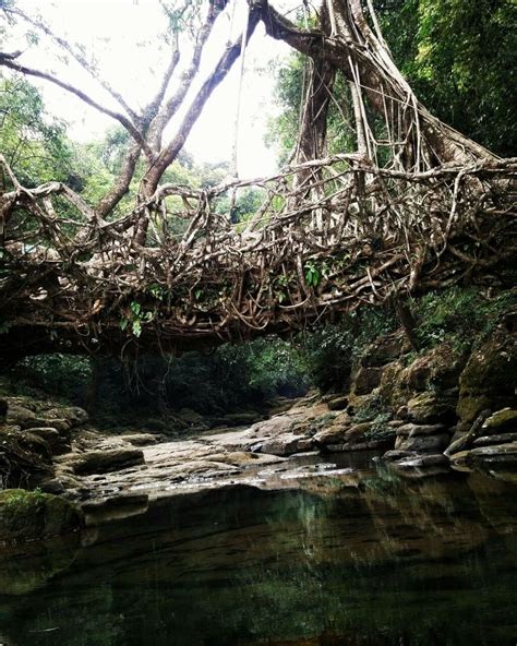 The root bridges of cherrapunji – Artofit