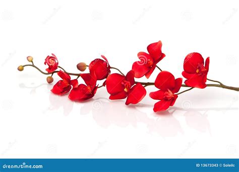 Red orchid stock image. Image of orchid, studio, beautiful - 13673343